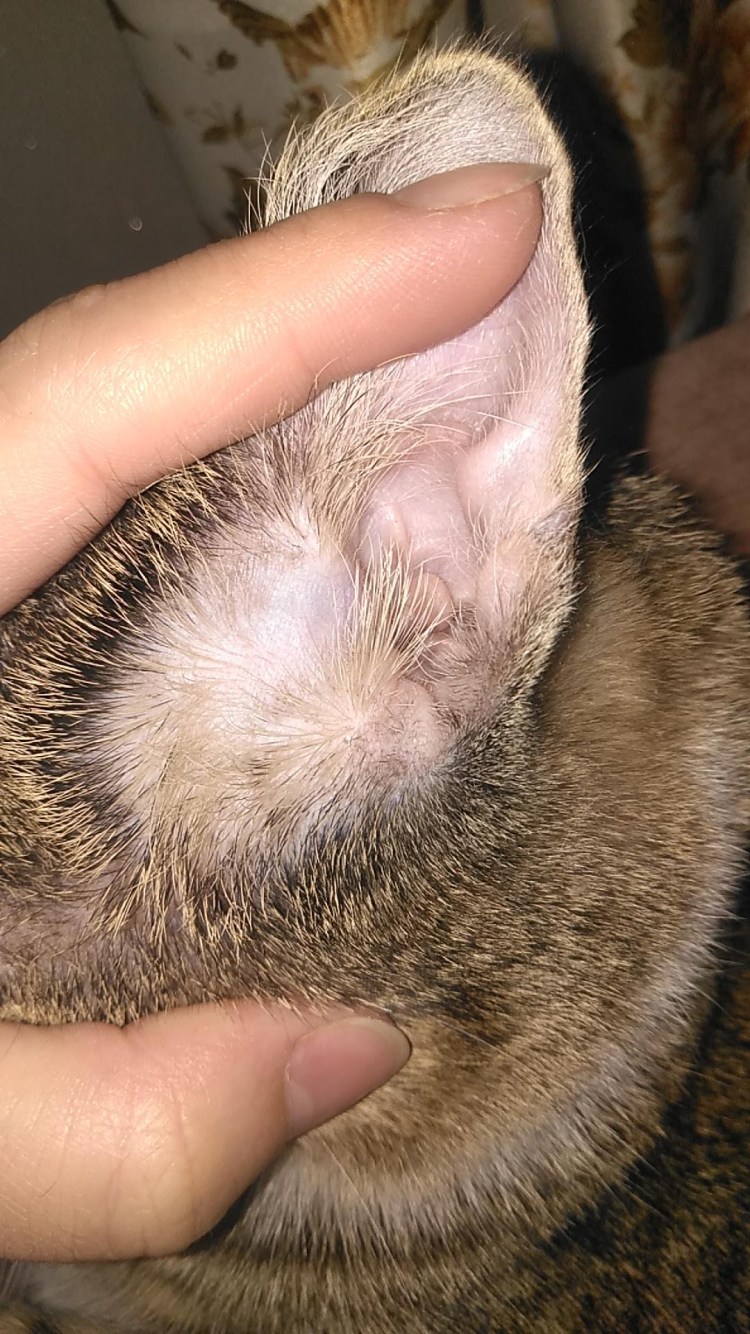 Ушной клещ у шотландских вислоухих