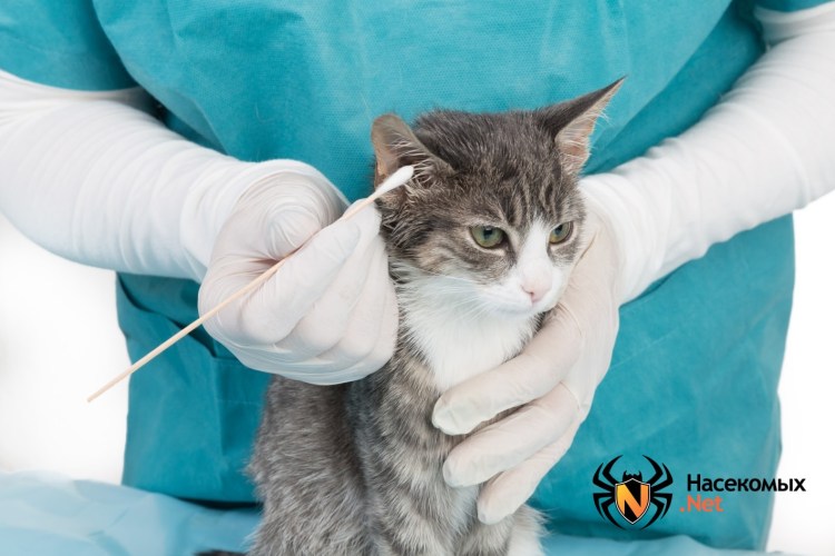 Отодектоз. Ушной клещ у кошек