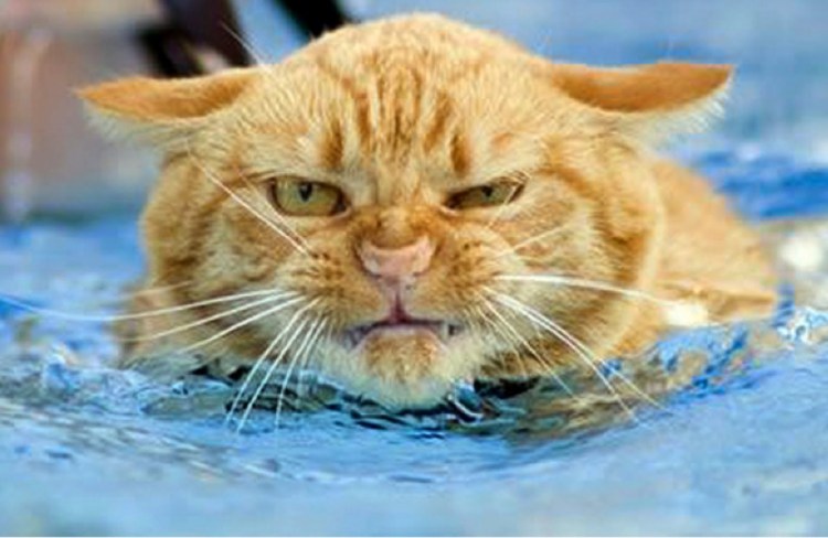 Рыжий кот плавает