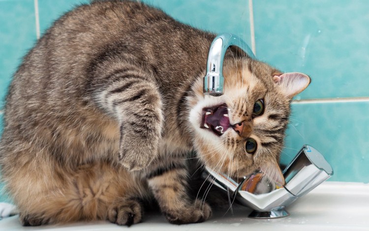 Кот пьет из под крана