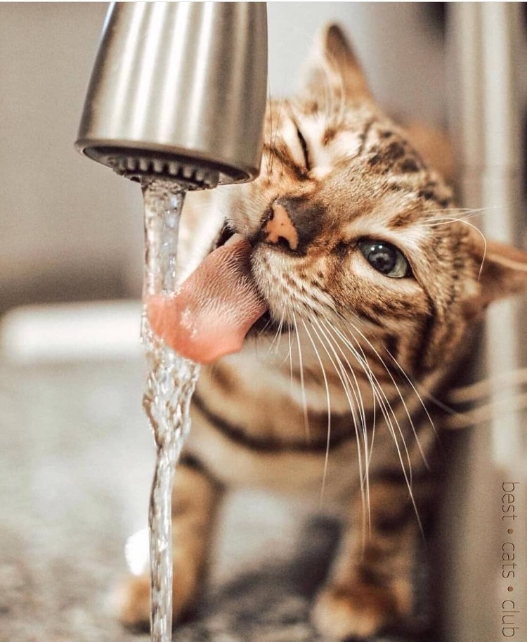 Кот пьющий воду