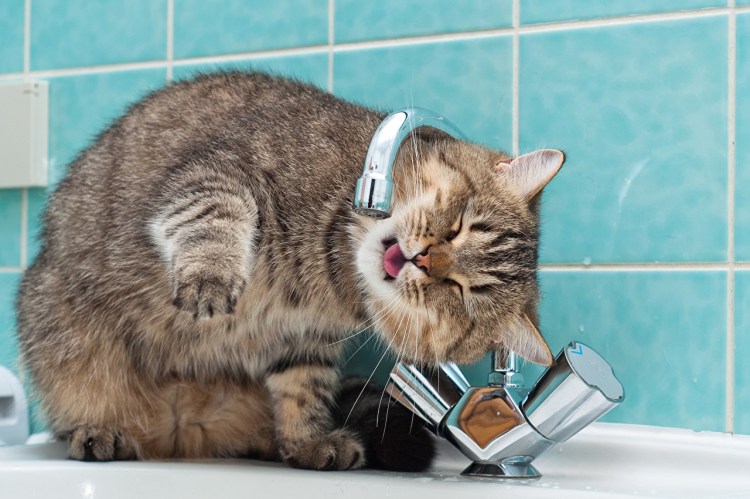 Нет воды котик