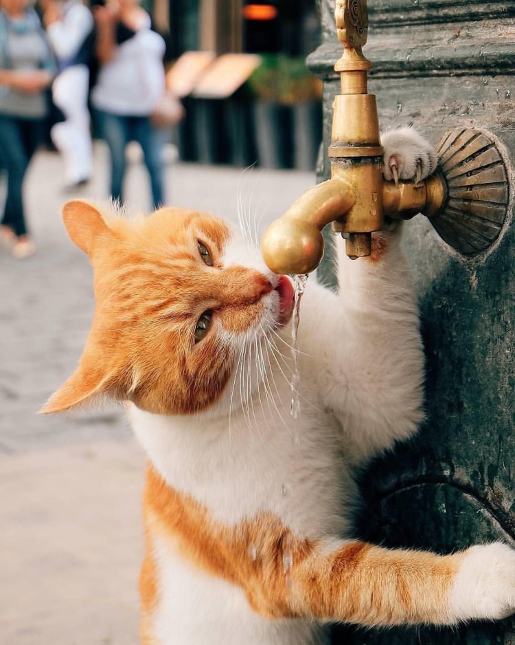 Позитивные коты