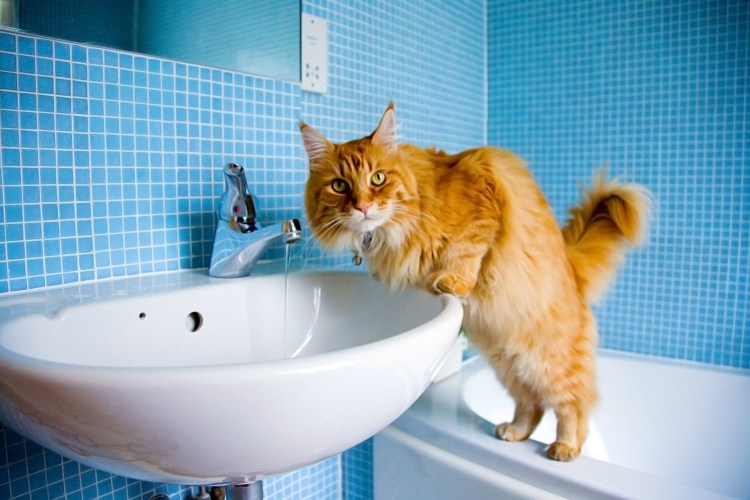 Кот в ванне