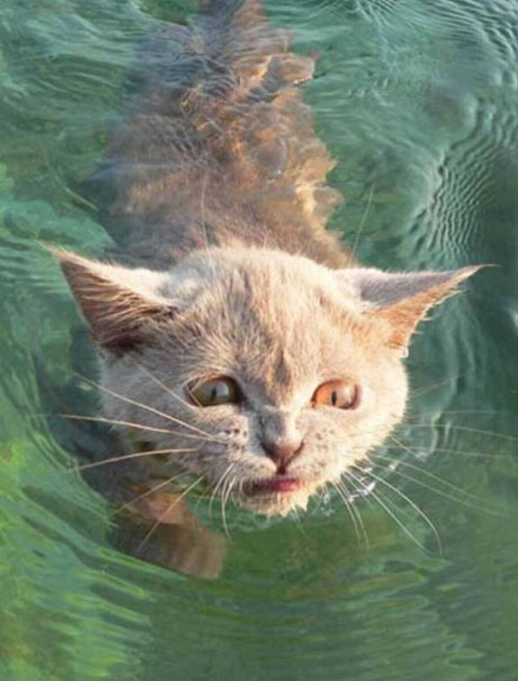 Тонущий котенок