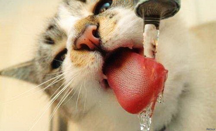 Если в кране нет воды значит