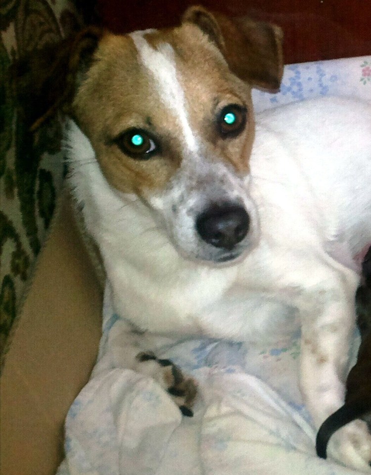 Метисы Джек Рассел терьера