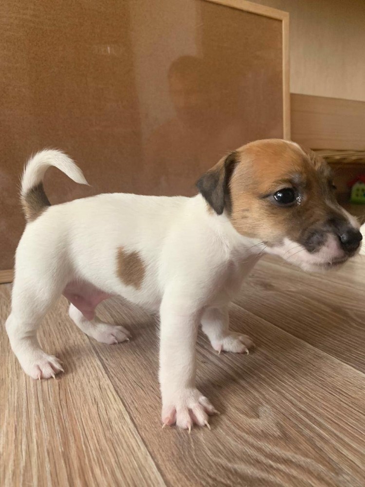 Метис Рассел терьера