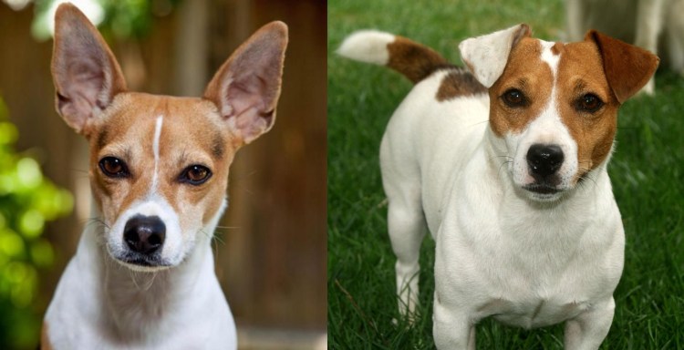 Помесь корги и Джек Рассел