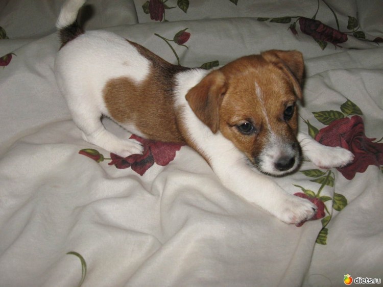 Щенки метисы Джек Рассела