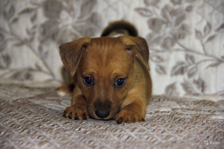 Цвергпинчер Рассел метис