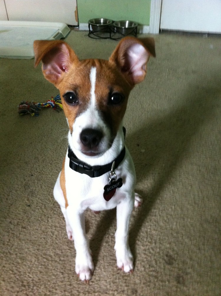 Метис басенджи