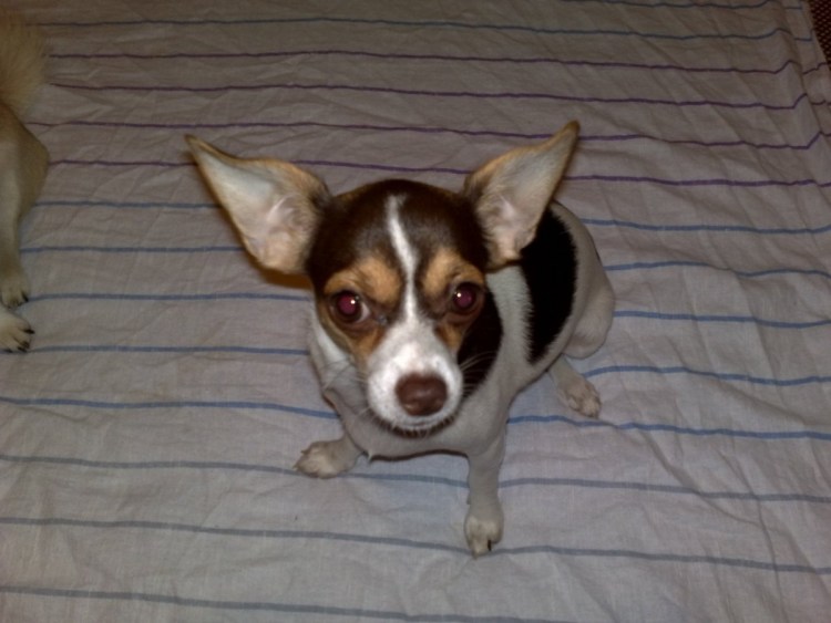 Метис Джек Рассела и таксы