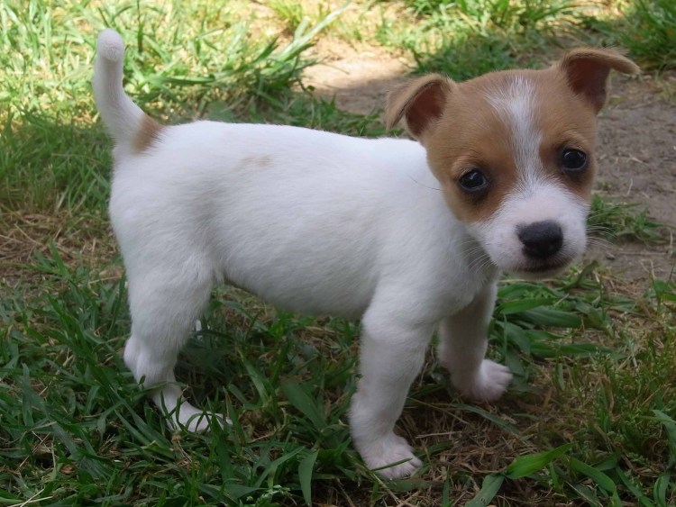 Метис таксы и Джек Рассел терьера