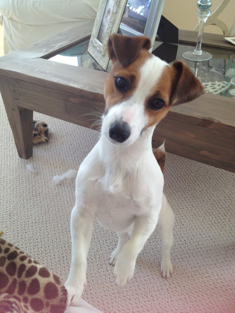 Метис Джек Рассела и чихуахуа