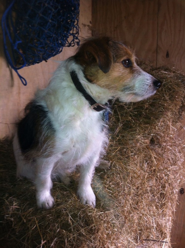 Такса пинчер