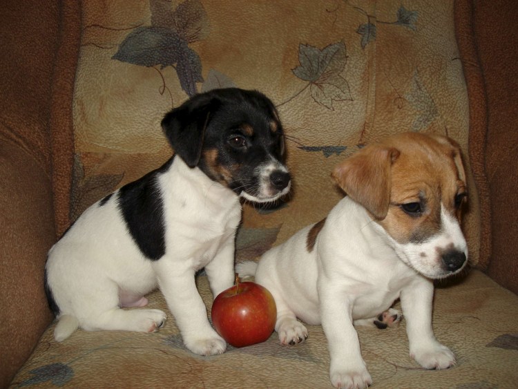 Джек-Рассел-терьер щенок