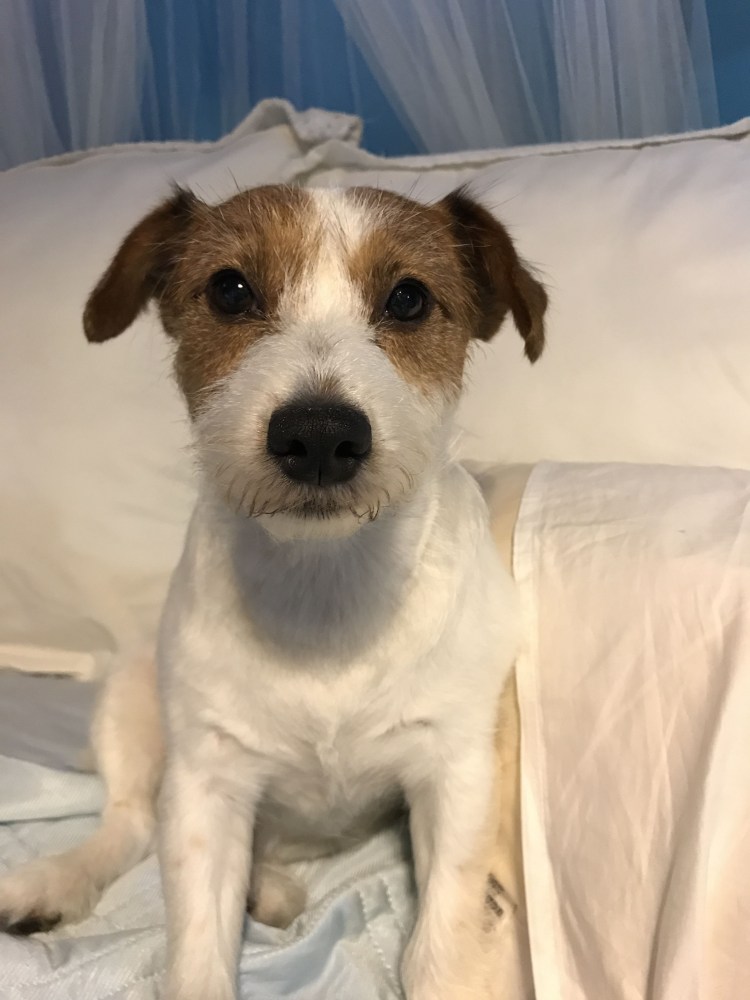 Метис чихуа и Джек Рассела