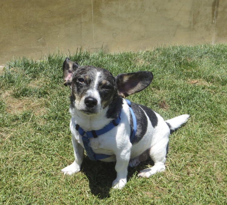 Метисы Джек Рассел терьера