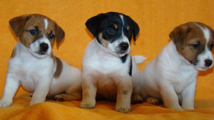Метисы Джек Рассел терьера