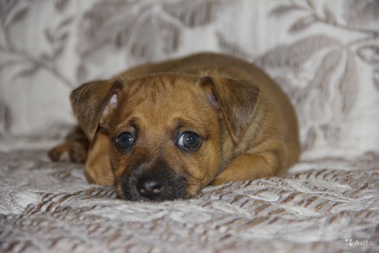 Помесь Рассела с терьером