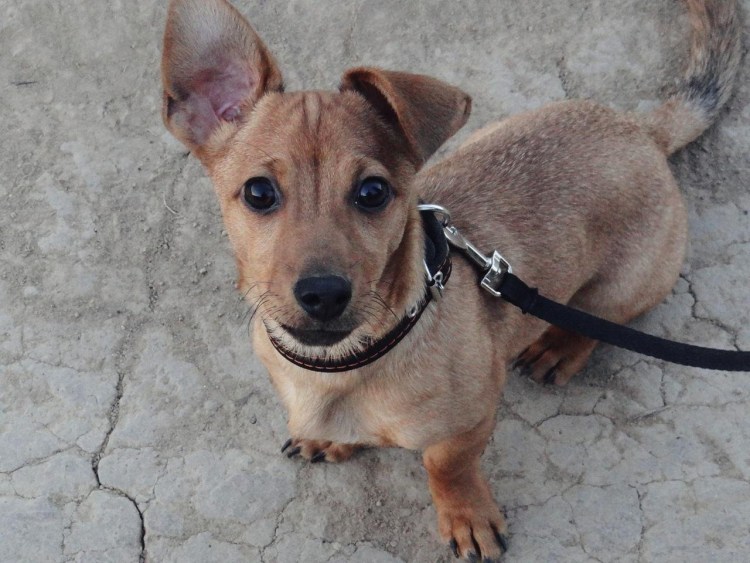 Метис Джек Рассела и чихуахуа