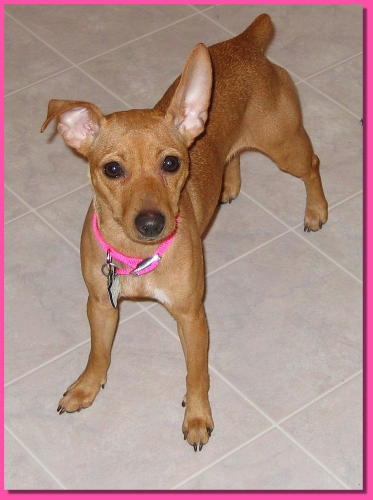 Цвергпинчер Рассел метис