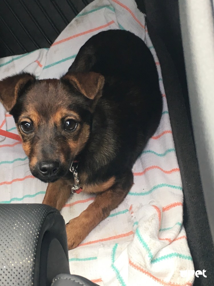 Смесь МОПСА И Джек Рассела