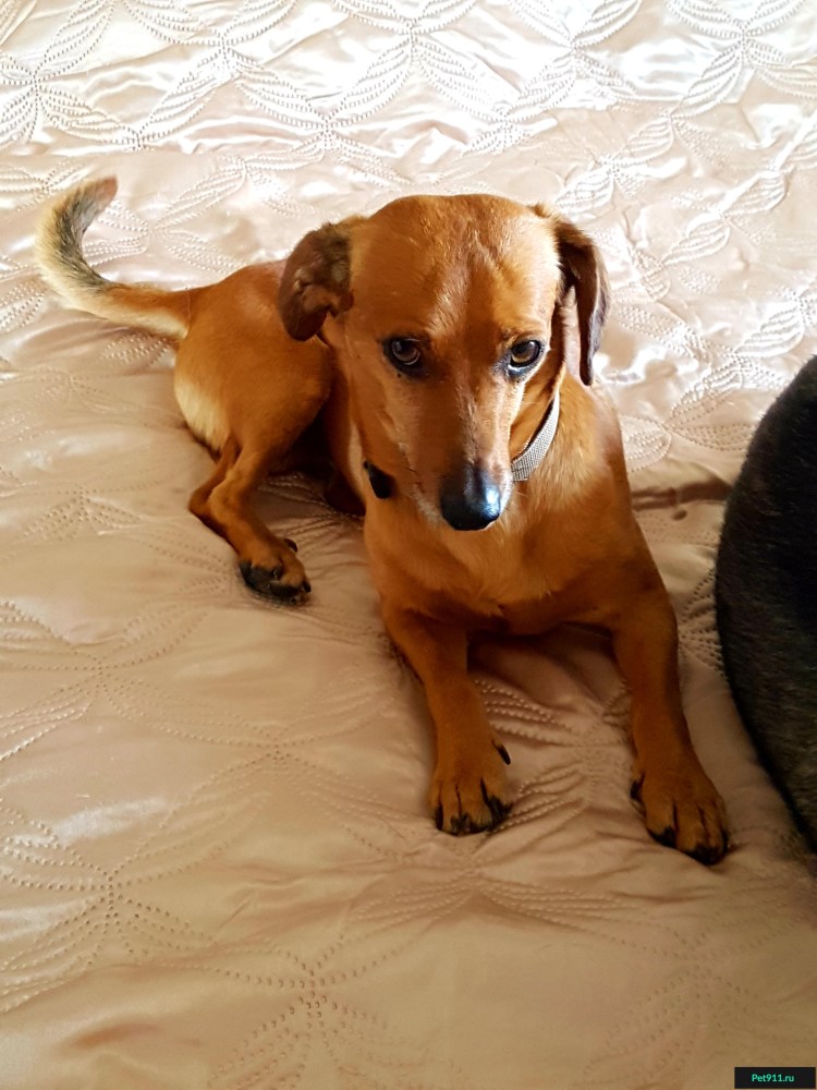 Джек Рассел и Норвич метис