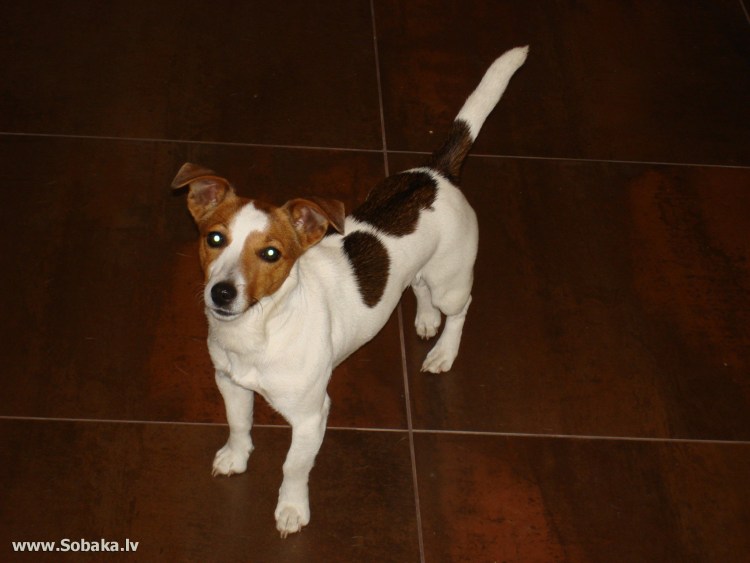 Метис чихуа и Джек Рассела