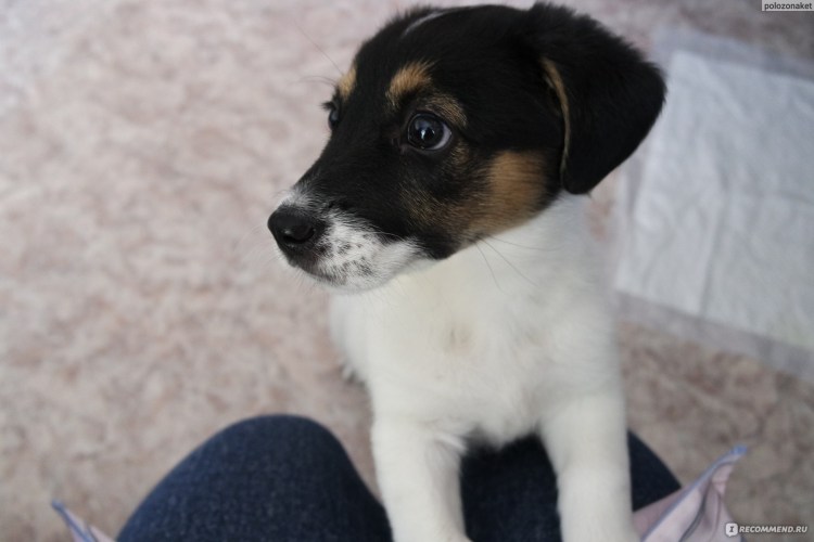 Метис МОПСА И Джек Рассела