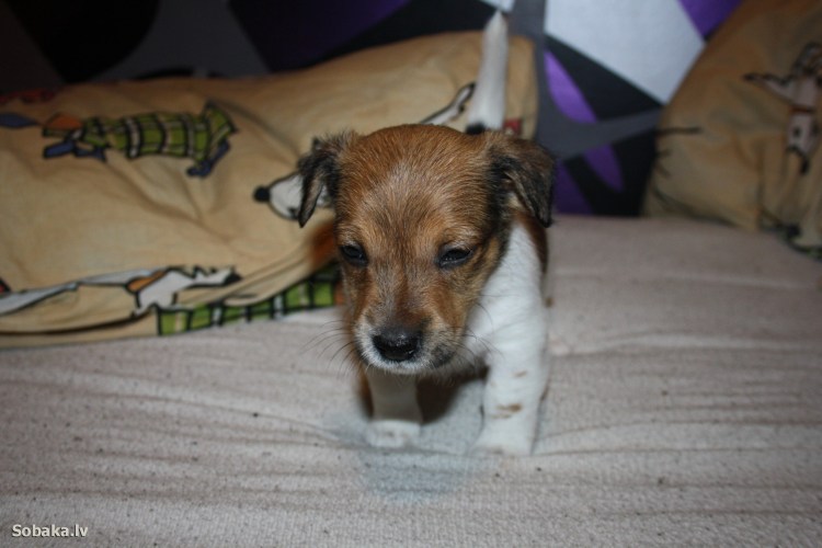 Фокс Рассел терьер гладкошерстный