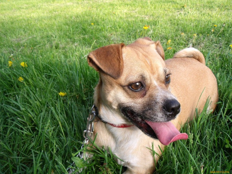 Джек Рассел пинчер