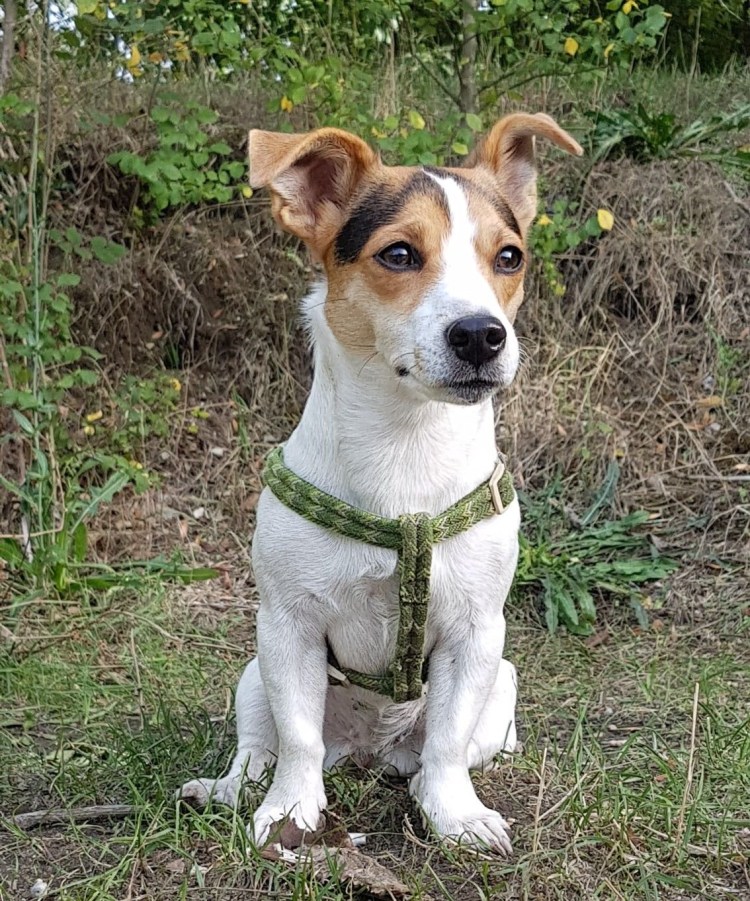 Помесь корги и Джек Рассел