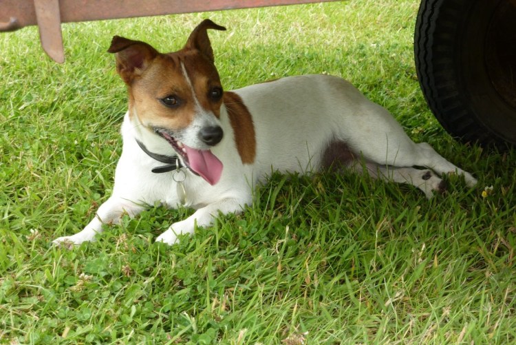 Метис Джек Рассела