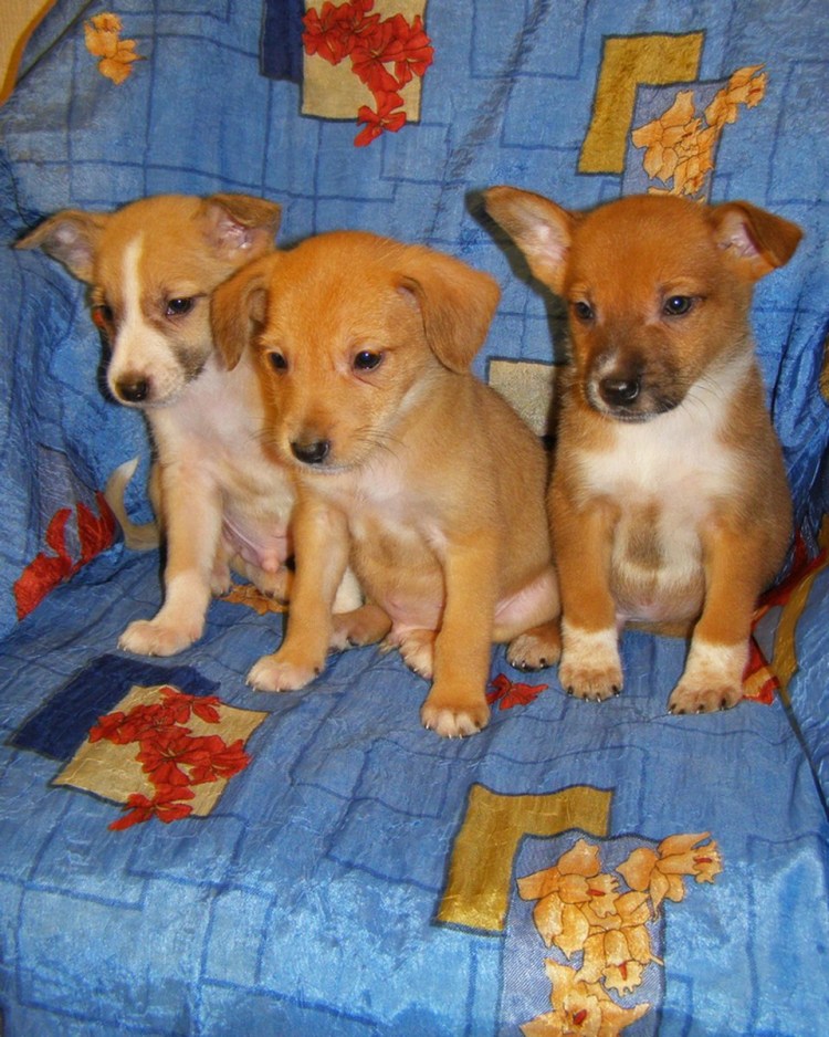 Метис Рассел терьера