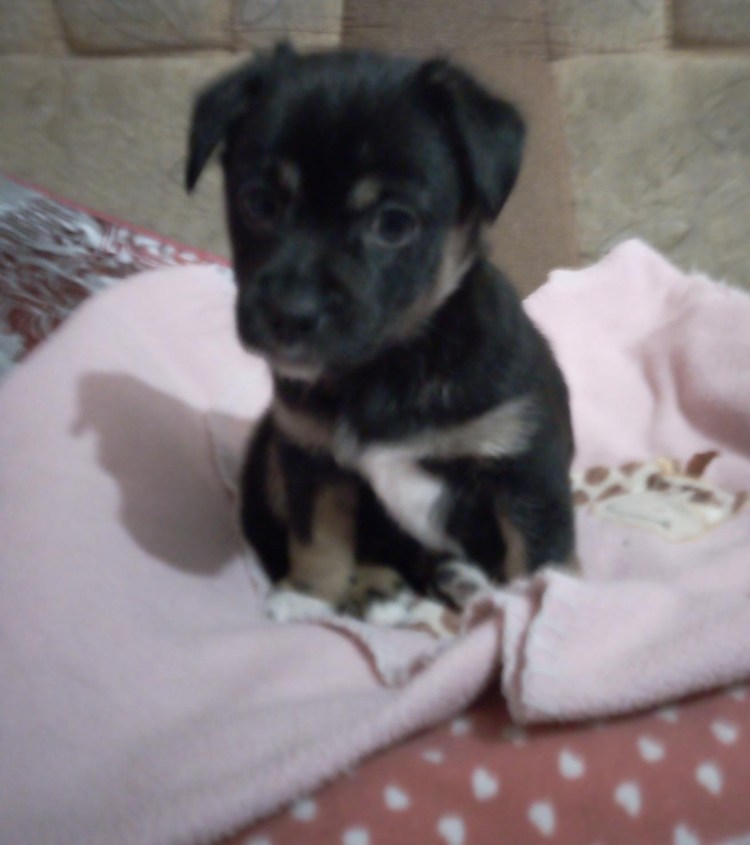 Метис Джек Рассела и той терьера