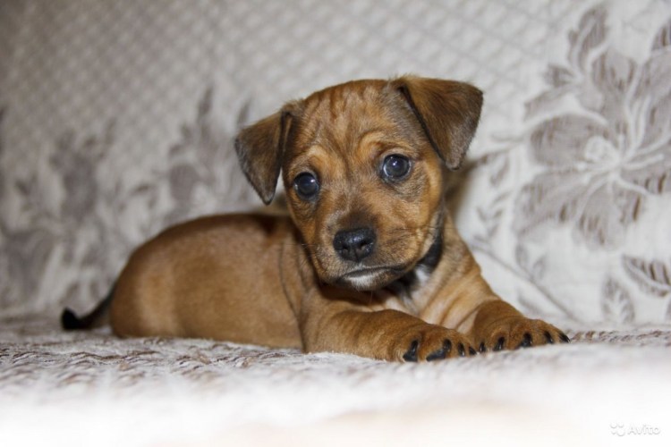 Шпиц и Джек Рассел терьер метис