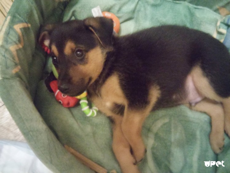 Метис Джек Рассела и таксы