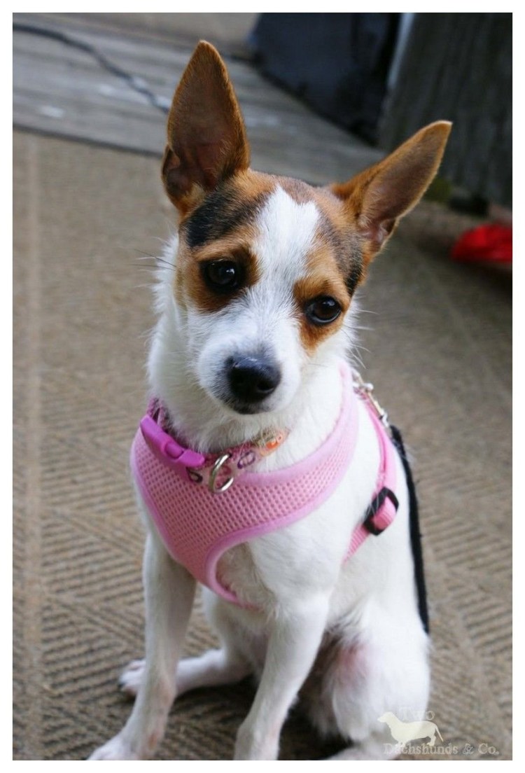 Метис вельш корги и Джек Рассел