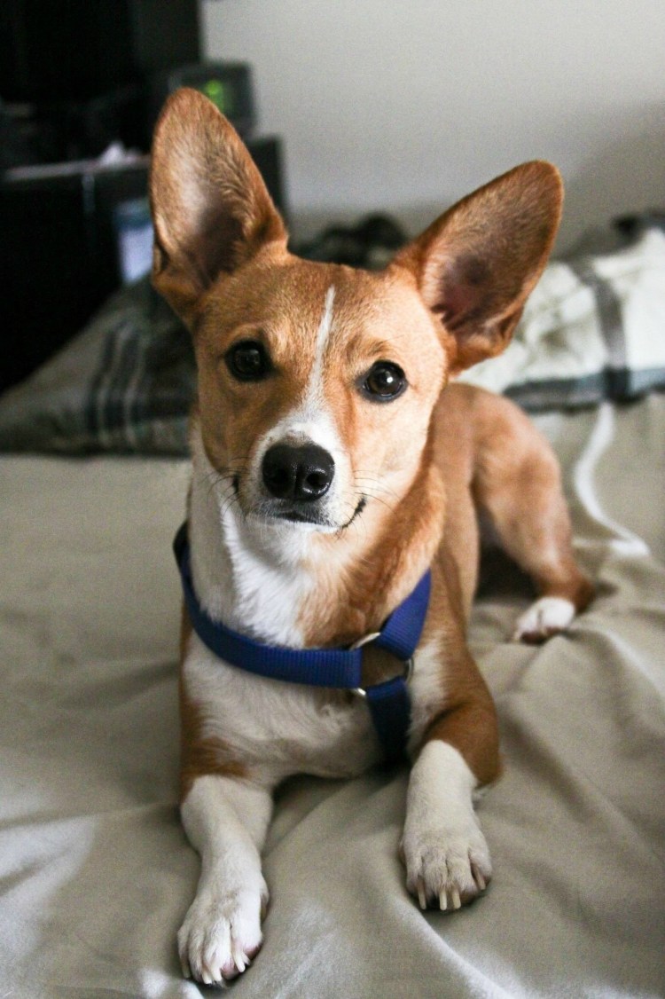 Джек Рассел с дворнягой