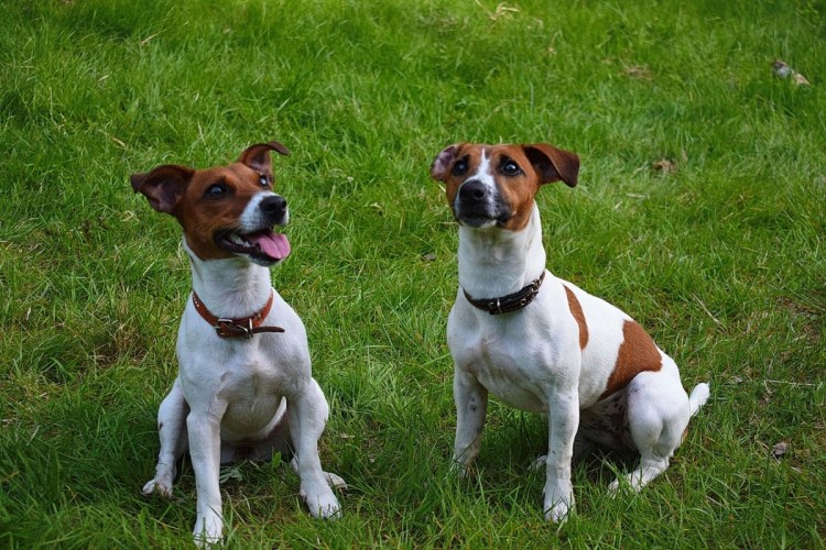 Купать собаку Джек Рассел терьер