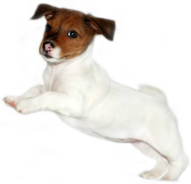 Джек Рассел Брокен щенок