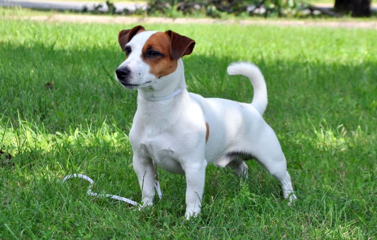 Порода Джек Рассел терьер