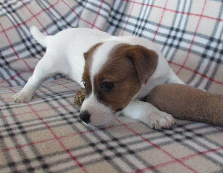 Джек-Рассел-терьер Майло