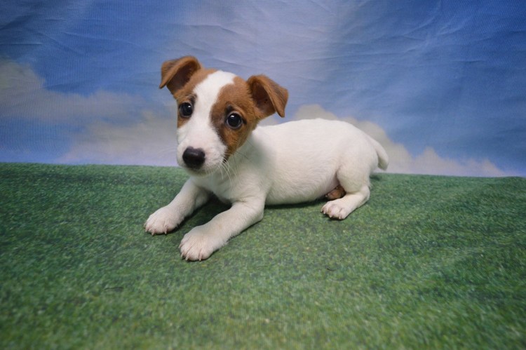 Паппи Джек Рассел