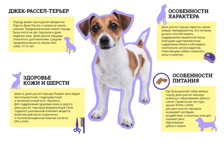 Кормление щенка 4 месяцев Джек Рассел терьер