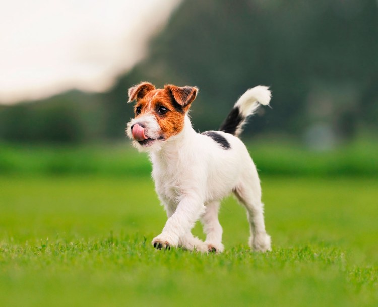 Рич Рассел терьер