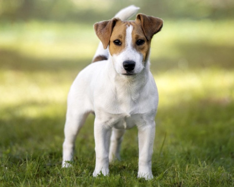 Собака Ричард Рассел