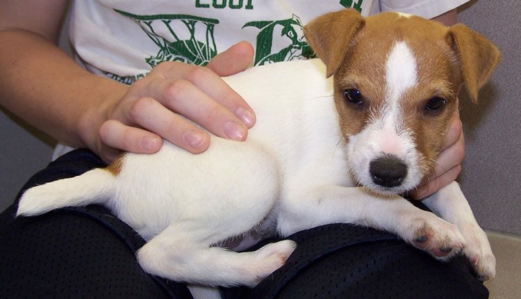 Джек Рассел терьер питание щенка